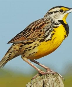 Western Meadowlark paint by numbers