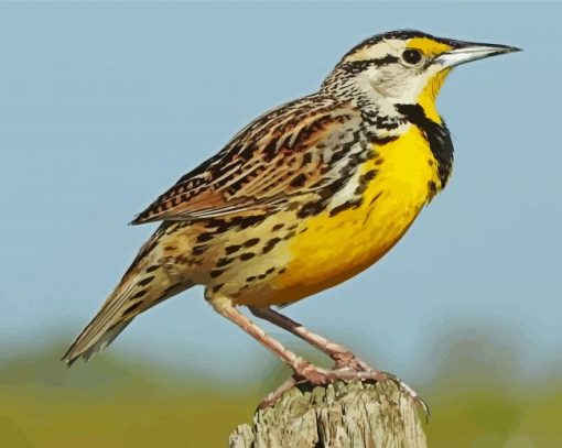 Western Meadowlark paint by numbers