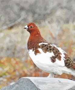 Willow Ptarmigan Bird Paint by numbers