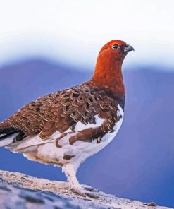 Willow Ptarmigan paint by numbers