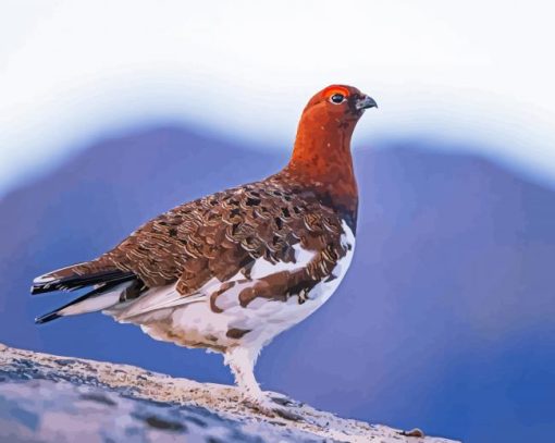 Willow Ptarmigan paint by numbers