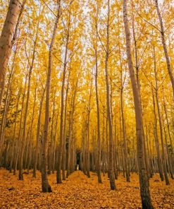 Yellow Forest Landscape paint by numbers