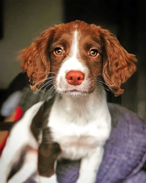 Adorable Springer Spaniel paint by numbers