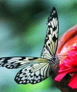 Attracting Butterfly On A Flower paint by numbers