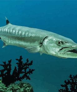 Barracuda Underwater paint by numbers