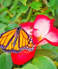 Beautiful Rose And Butterfly paint by numbers