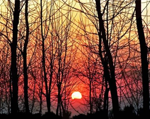 Beautiful Sunset Woods paint by numbers