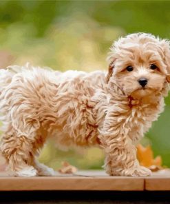 beige Maltipoo paint by numbers