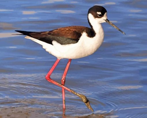 Black ecked Stilt Coastal Bird paint by numbers