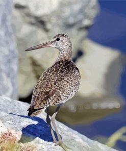 Coastal Bird paint by numbers