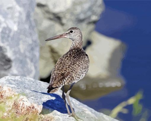 Coastal Bird paint by numbers