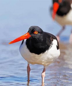 Coastal Bird paint by numbers