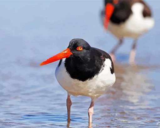 Coastal Bird paint by numbers