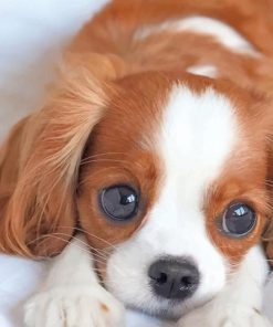 Cute King Charles Spaniel Puppy paint by numbers