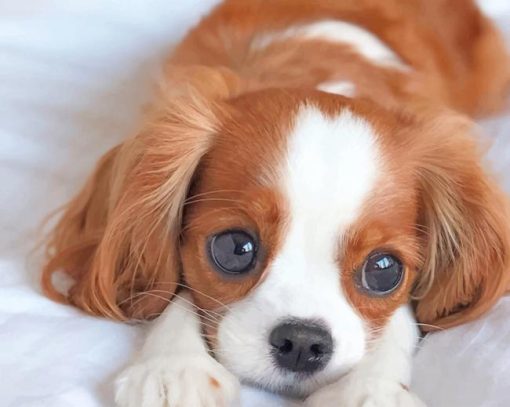 Cute King Charles Spaniel Puppy paint by numbers