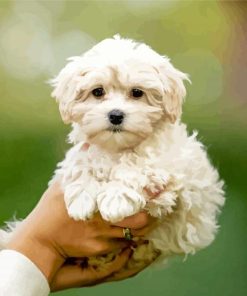 cute white Maltipoo paint by numbers