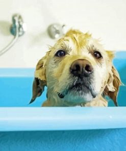 Dog Bathing paint by numbers