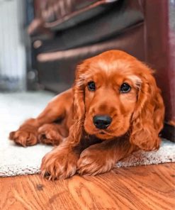 English Cocker Spaniel paint by numbers