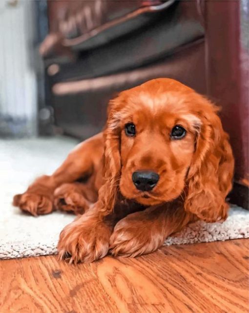 English Cocker Spaniel paint by numbers