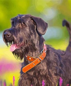 giant schnauzer dog animal paint by numbers