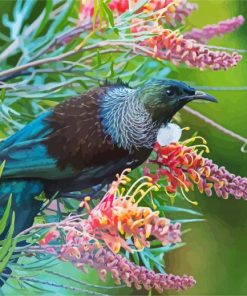 Honeyeater Tui Bird Paint by numbers