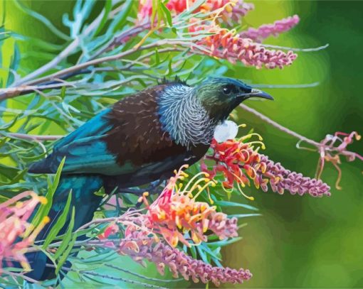 Honeyeater Tui Bird Paint by numbers