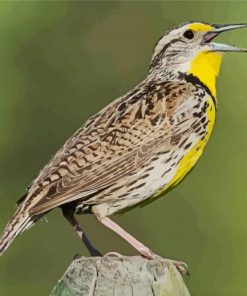 Meadowlark Bird paint by numbers