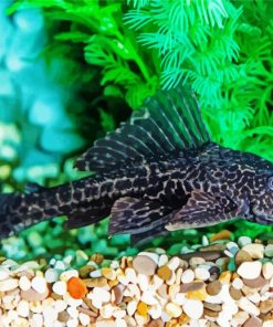 Pleco Fish paint by numbers