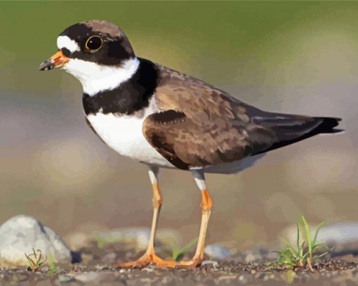 Semipalmated Plover Coastal Bird paint by numbers