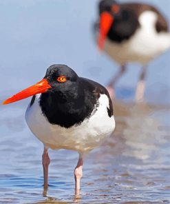 Shore Bird Animal paint by numbers