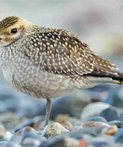 Shore Bird paint by numbers