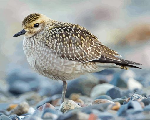 Shore Bird paint by numbers