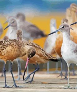 Shore Birds paint by numbers