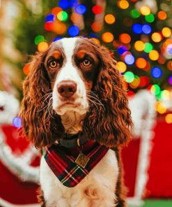 Springer Spaniel paint by numbers