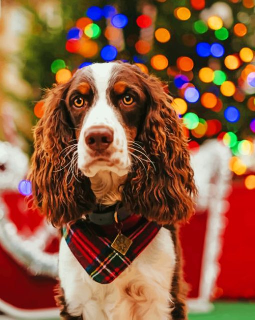 Springer Spaniel paint by numbers