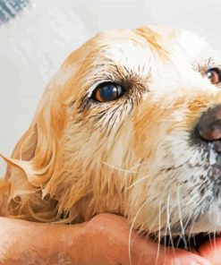 Small Dog Taking A Bath paint by numbers