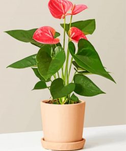 The Still Anthurium Pink Plant paint by numbers