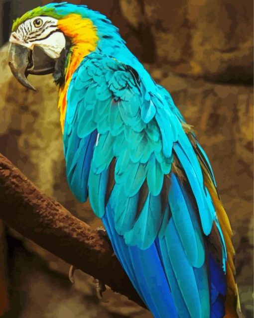 Blue Gold Macsaw Parrot Bird paint by numbers