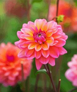 Dahlia Coral flowers paint by number