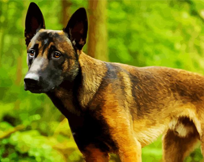 Belgian Malinois Dog paint by numbers