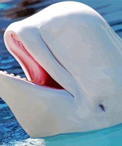 cute Beluga whale animal paint by number