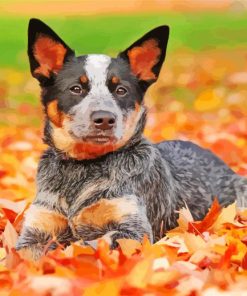 Blue Heeler Dog paint by numbers