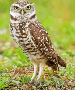 Burrowing owl Bird paint by number