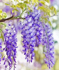 Purple Wisteria Flowers paint by numbers