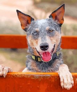 Australian Heeler paint by numbers