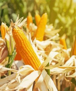 corn field paint by number