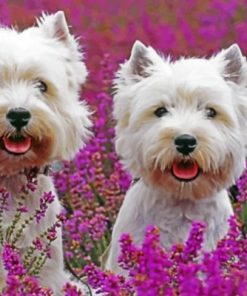 Cute West Highland Terriers paint by numbers