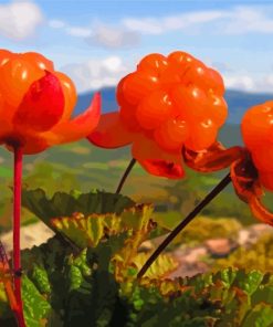 Cloudberry Fruit paint by numbers