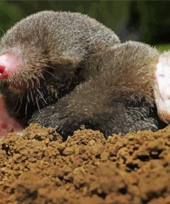 Mole Animal paint by numbers