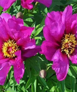 Purple Peonies paint by numbers